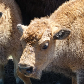 Bison