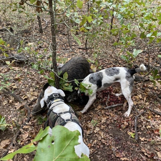 Hog Hunting Harlan Farms