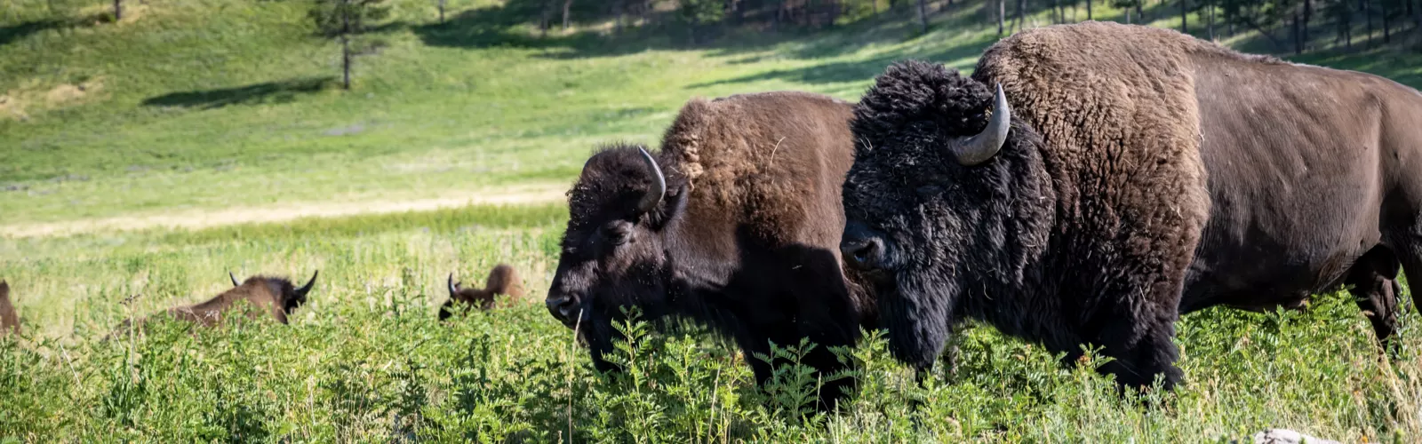 Bison Harlan Farms