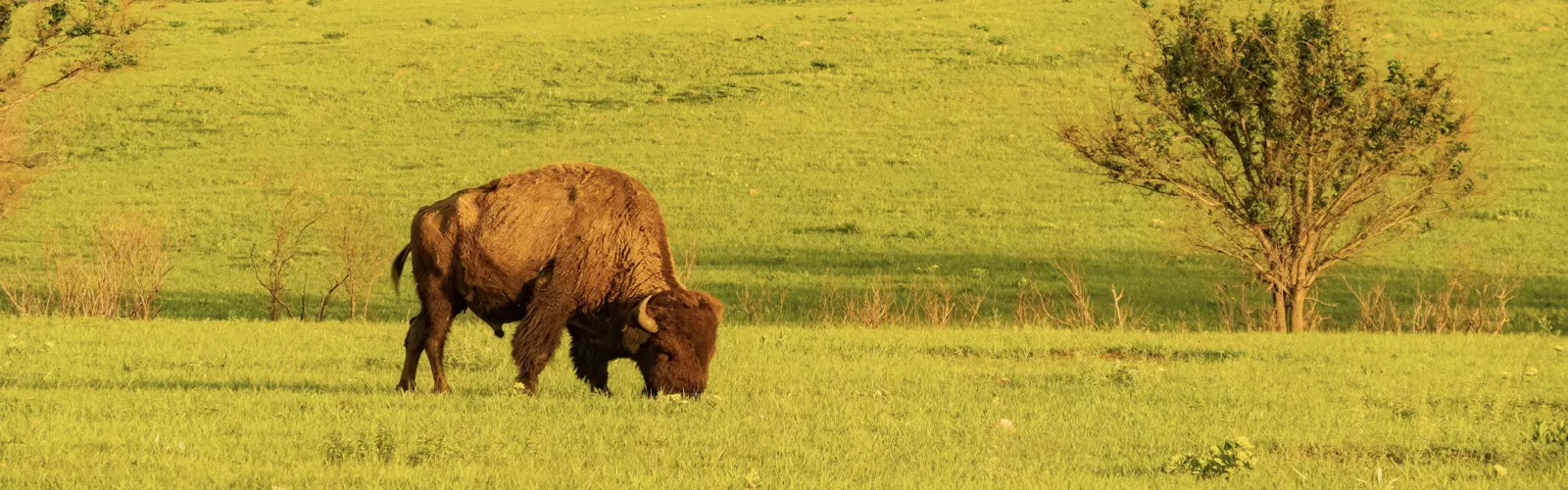 Bison Harlan Farms